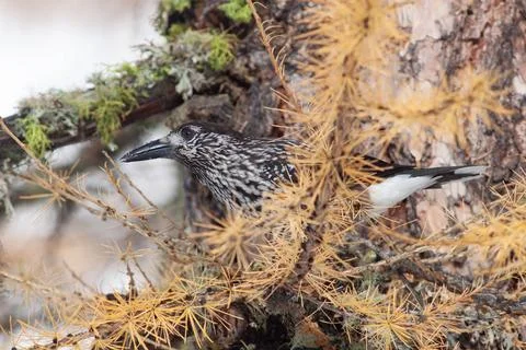 Bird in the wilderness. Stock Photos