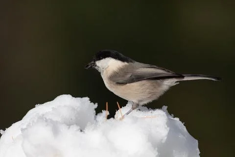 Bird in the wilderness. Stock Photos