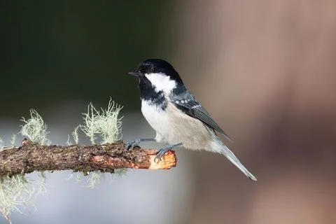Bird in the wilderness. Stock Photos