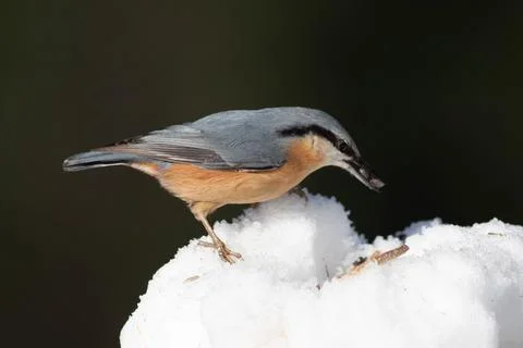 Bird in the wilderness. Stock Photos