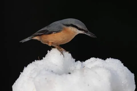 Bird in the wilderness. Stock Photos