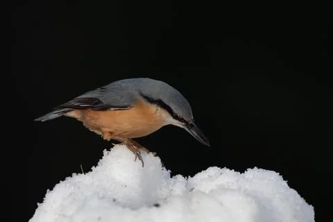 Bird in the wilderness. Stock Photos