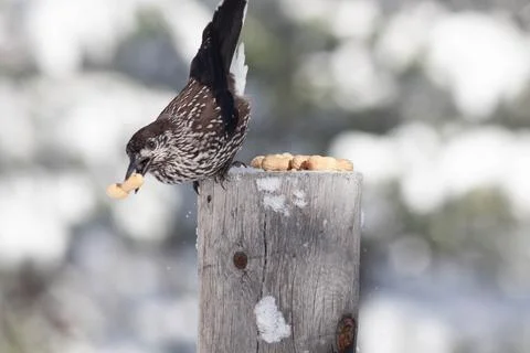 Bird in the wilderness. Stock Photos