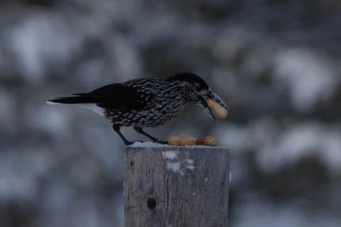 Bird in the wilderness. Stock Photos