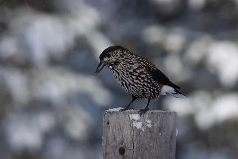 Bird in the wilderness. Stock Photos
