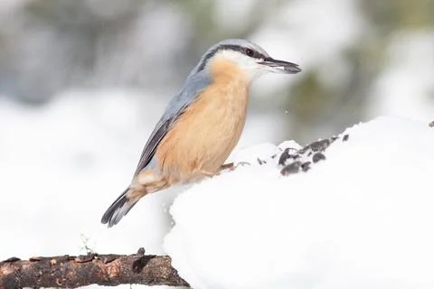 Bird in the wilderness. Stock Photos