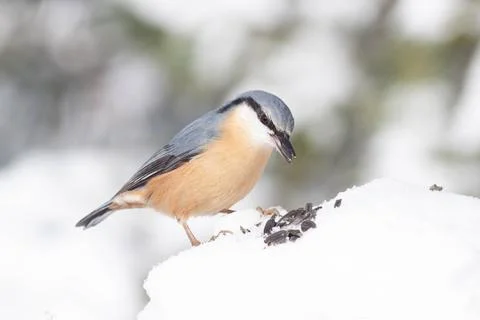 Bird in the wilderness. Stock Photos