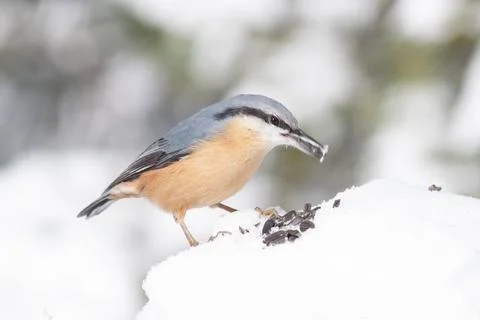 Bird in the wilderness. Stock Photos
