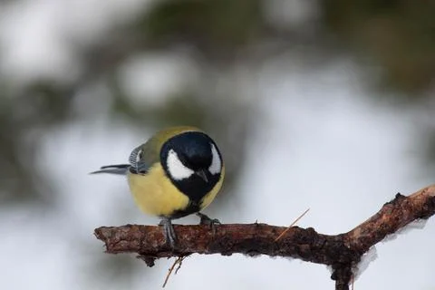 Bird in the wilderness. Stock Photos