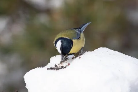 Bird in the wilderness. Stock Photos