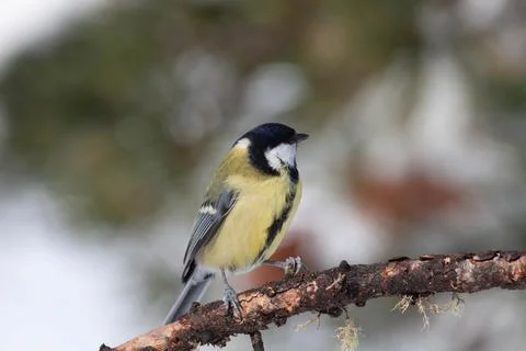 Bird in the wilderness. Stock Photos