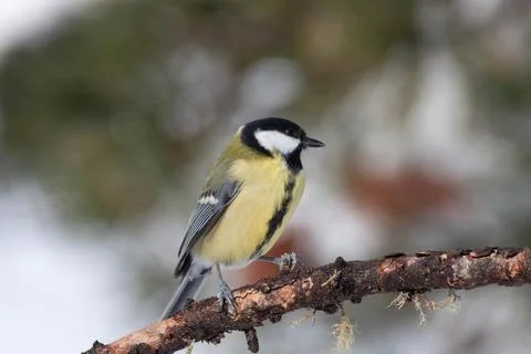 Bird in the wilderness. Stock Photos
