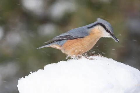 Bird in the wilderness. Stock Photos