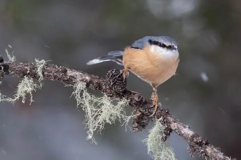 Bird in the wilderness. Stock Photos