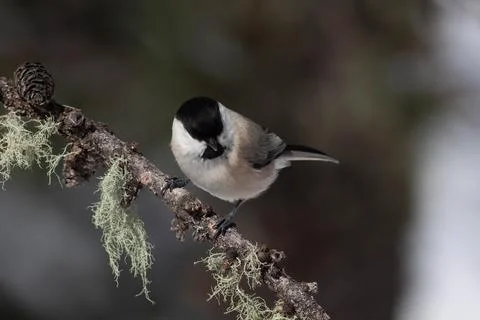 Bird in the wilderness. Stock Photos