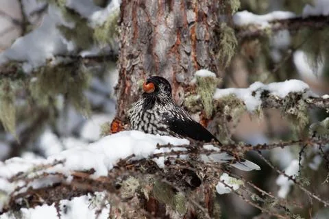 Bird in the wilderness. Stock Photos