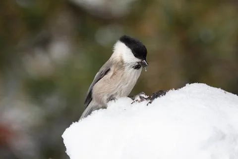 Bird in the wilderness. Stock Photos