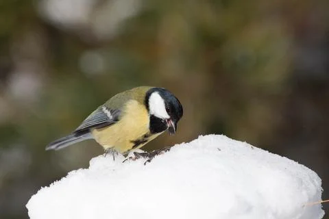 Bird in the wilderness. Foto stock