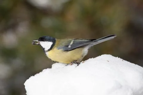 Bird in the wilderness. Stock Photos