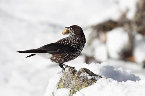 Bird in the wilderness. Stock Photos