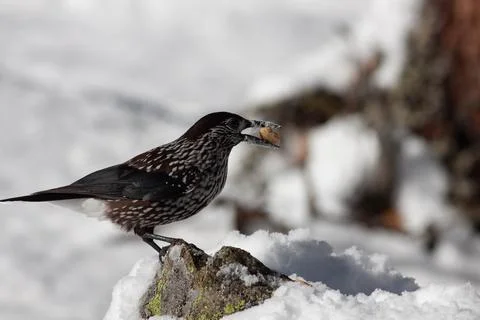 Bird in the wilderness. Stock Photos