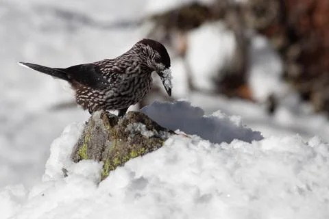 Bird in the wilderness. Stock Photos