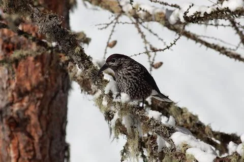 Bird in the wilderness. Stock Photos