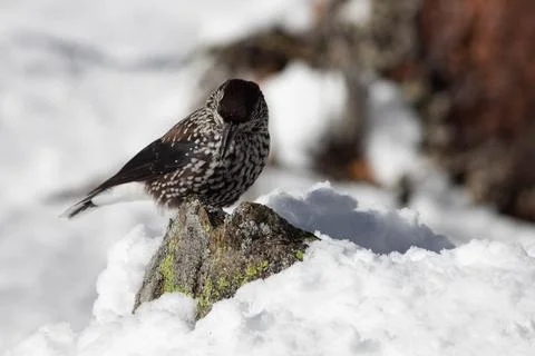 Bird in the wilderness. Stock Photos
