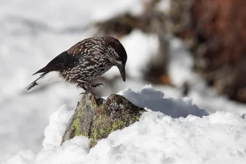 Bird in the wilderness. Stock Photos