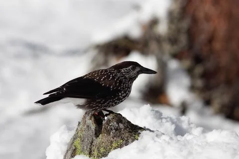 Bird in the wilderness. Stock Photos