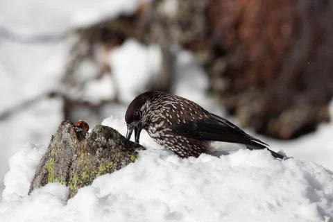Bird in the wilderness. Stock Photos