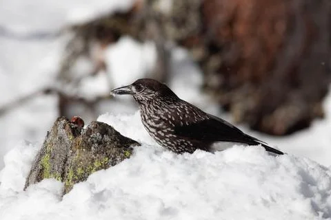 Bird in the wilderness. Stock Photos