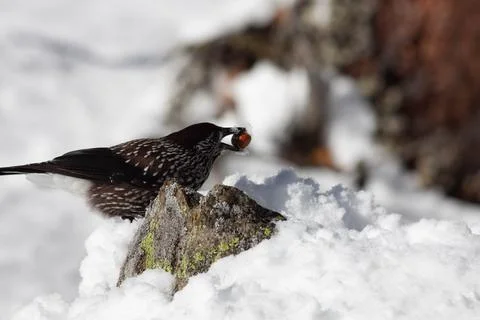 Bird in the wilderness. Stock Photos