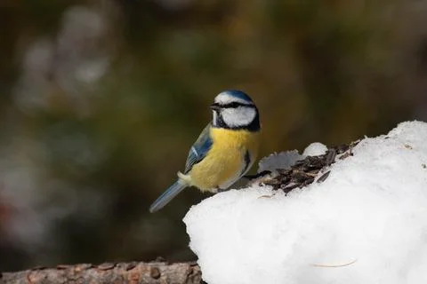 Bird in the wilderness. Stock Photos