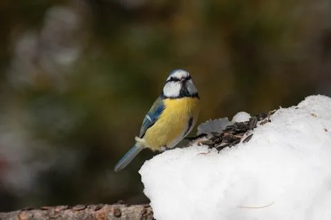 Bird in the wilderness. Stock Photos