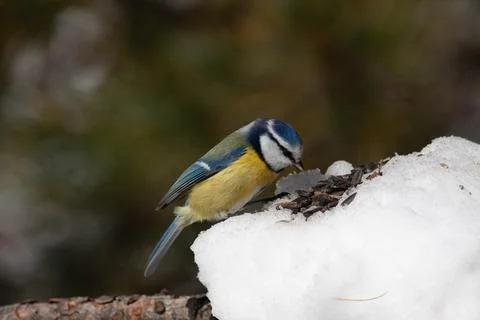 Bird in the wilderness. Foto stock