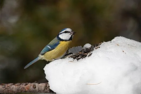 Bird in the wilderness. Stock Photos