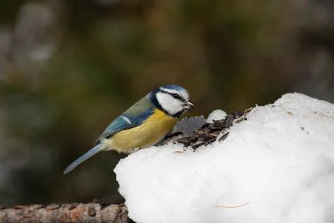 Bird in the wilderness. Stock Photos