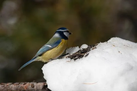 Bird in the wilderness. Stock Photos