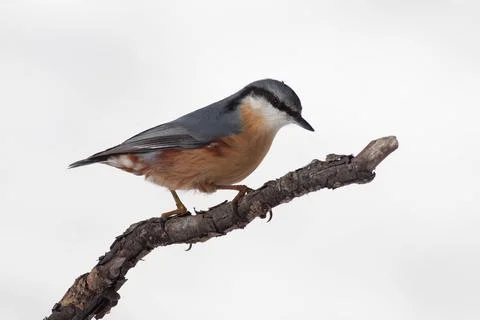 Bird in the wilderness. Stock Photos