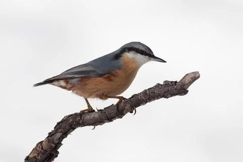 Bird in the wilderness. Stock Photos