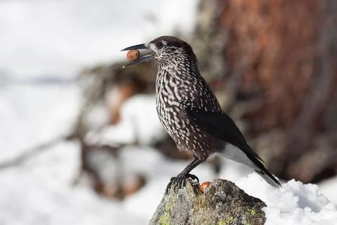 Bird in the wilderness. Stock Photos