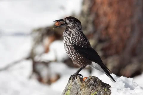 Bird in the wilderness. Stock Photos