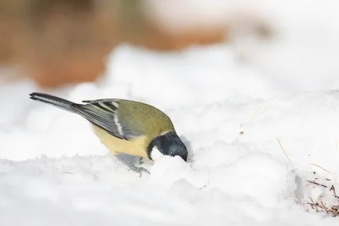 Bird in the wilderness. Stock Photos