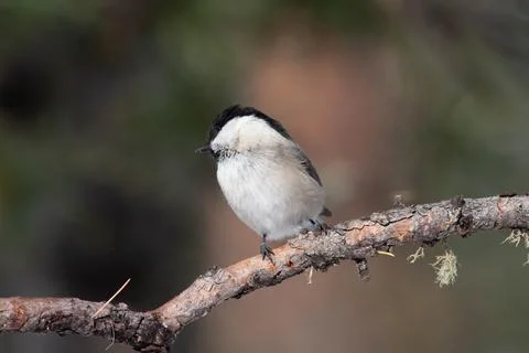 Bird in the wilderness. Stock Photos