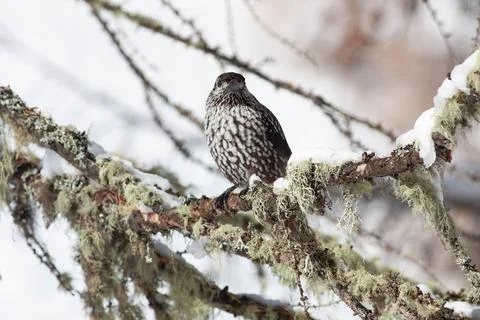 Bird in the wilderness. Stock Photos