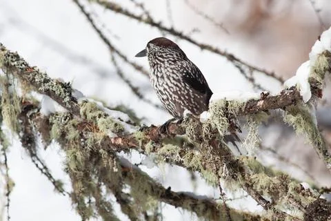 Bird in the wilderness. Stock Photos