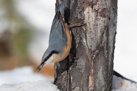 Bird in the wilderness. Stock Photos