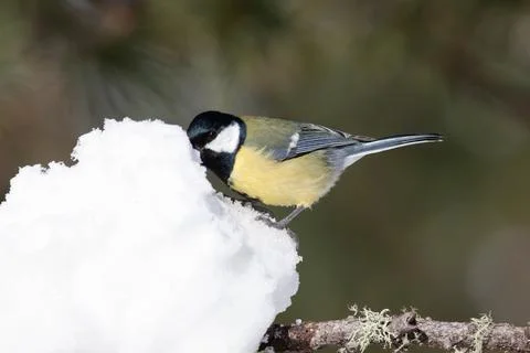 Bird in the wilderness. Stock Photos