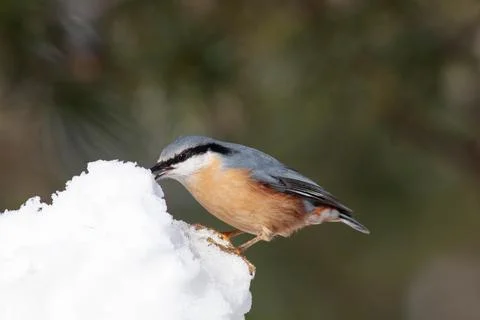 Bird in the wilderness. Stock Photos